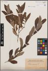 Foto von Salix cinerea L.